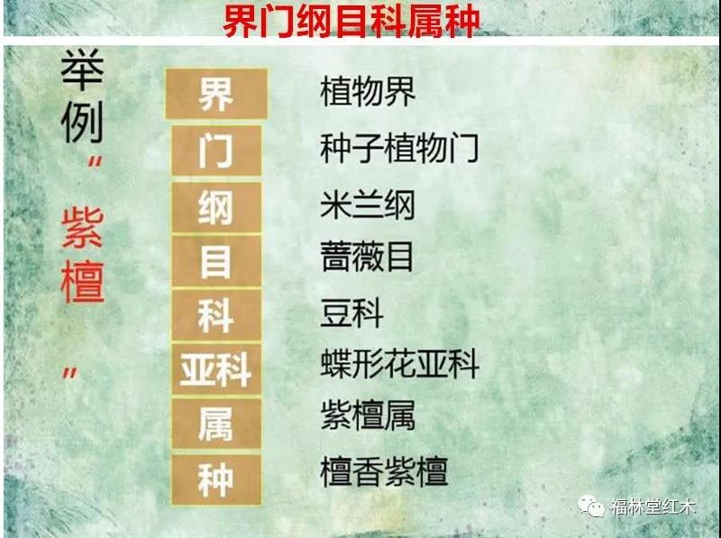 红木家具从头学—红木的界门纲目科属种
